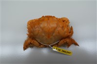 藏品(齒滑面蟹)的圖片